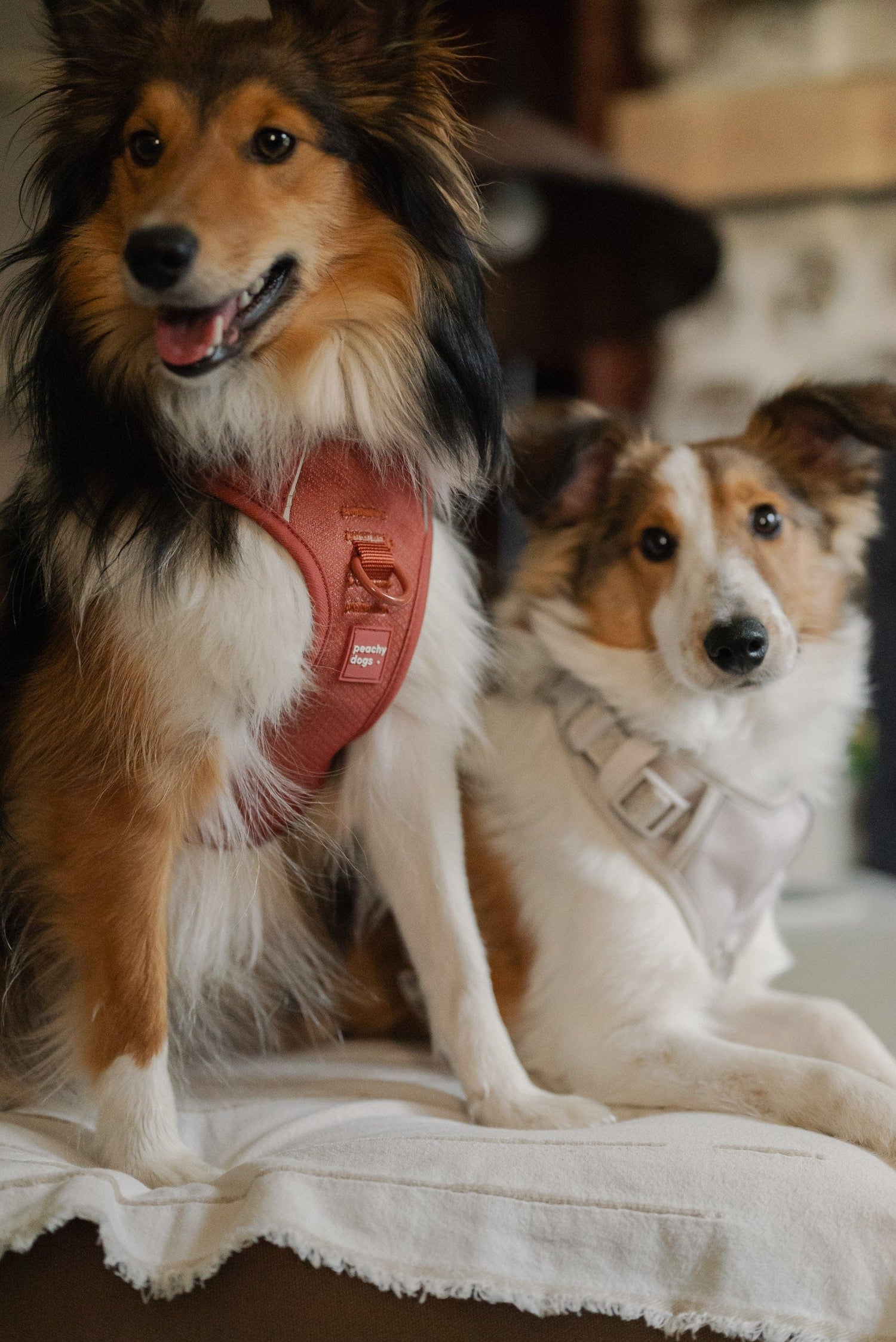 Classic 2.0 Harness Chestnut
