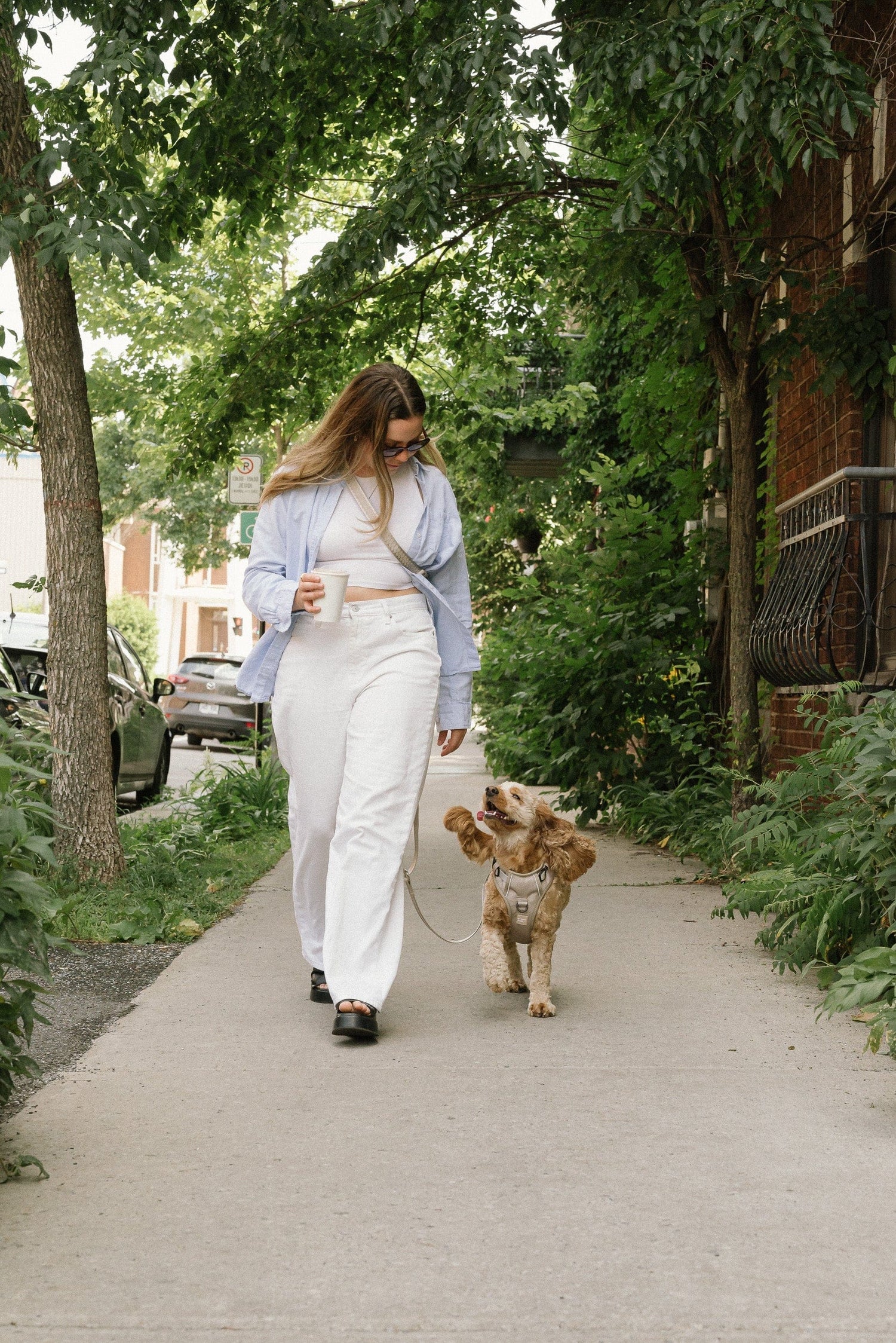 Daily Hands-Free Leash - Affogato